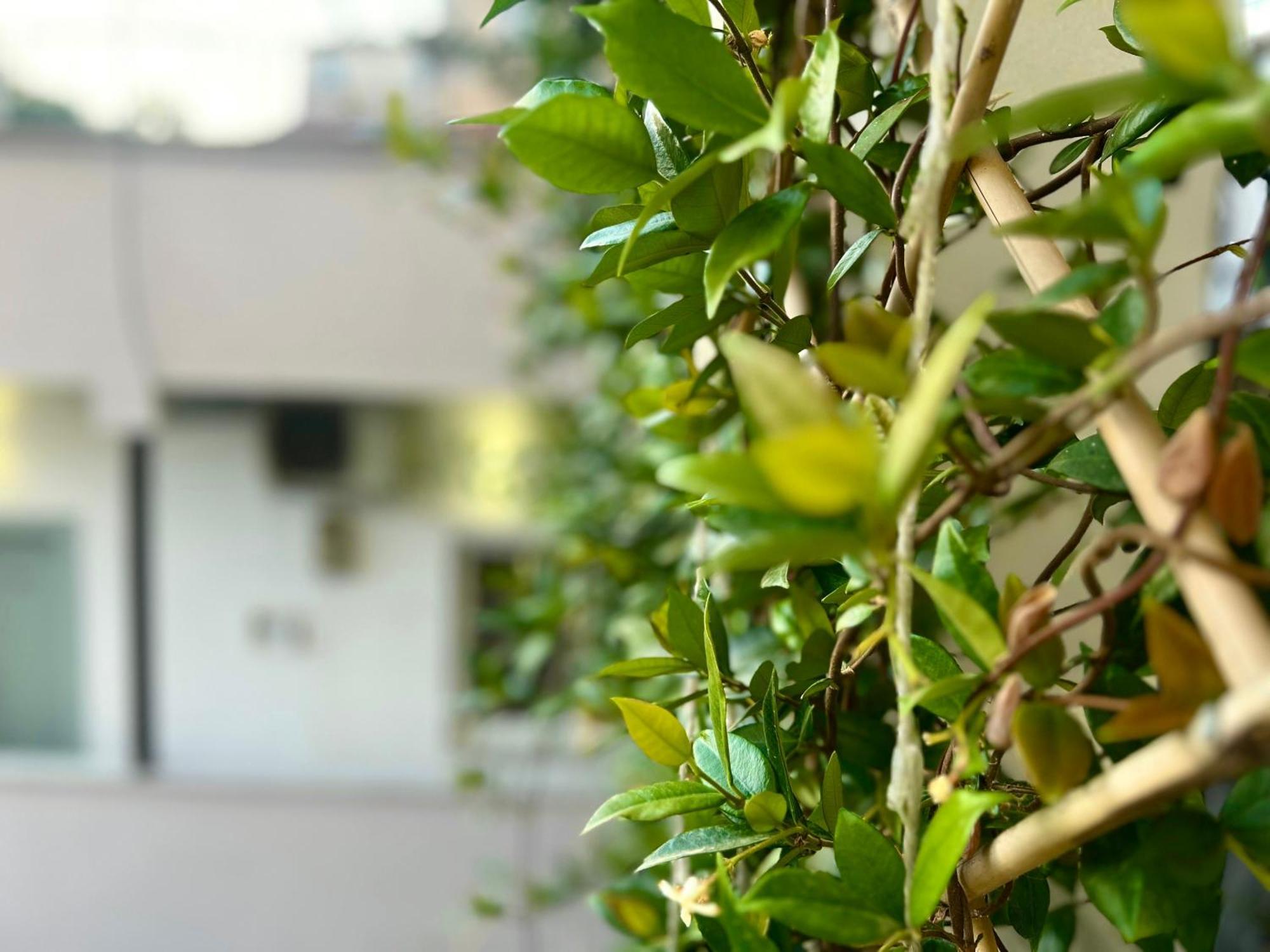 Budget Retreat Tirana & Studios Екстериор снимка